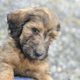Illustration for article titled On Dogs - Update: news photos